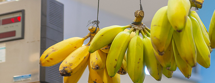 Platanos de Frutería Perez